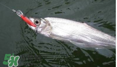 翹嘴魚多少錢一斤2017？翹嘴魚價格