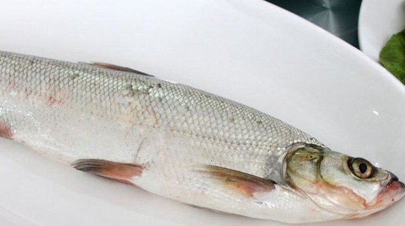 翹嘴魚是白條嗎？翹嘴魚和白條的區(qū)別