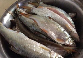 孕婦可以吃白條魚嗎？白條魚孕婦能吃嗎？