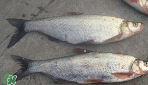 翹嘴魚是什么魚？翹嘴魚是淡水魚嗎