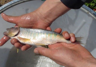 馬口魚喜歡吃什么？馬口魚一般生長(zhǎng)在什么地方