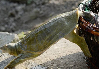 野生甲魚怎么養(yǎng)？野生甲魚如何養(yǎng)