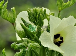 秋葵不焯水能吃嗎？秋葵怎么焯水？