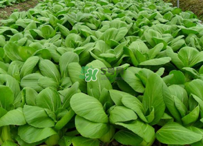 7月份種什么蔬菜？七月份適合種植哪些蔬菜？