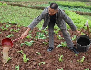 7月份種什么蔬菜？七月份適合種植哪些蔬菜？
