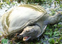 野生甲魚苗多少錢一只2017？野生甲魚苗價格