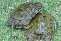 野生甲魚(yú)吃什么？野生甲魚(yú)幾年可以長(zhǎng)5斤？