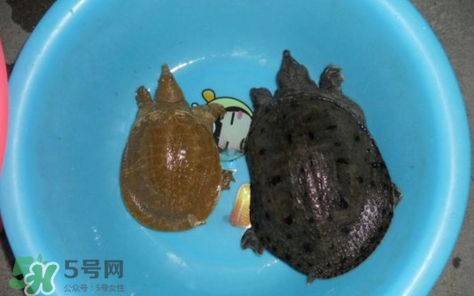 如何區(qū)分野生甲魚？野生甲魚辨識圖片