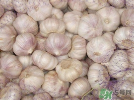 新蒜頭什么時候上市？新蒜頭幾月份上市