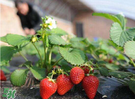 6月份可以種草莓嗎？草莓6月份可以種植嗎？