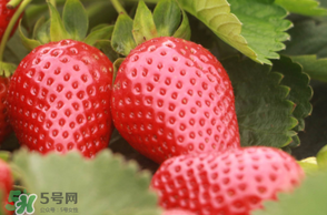 6月份可以種草莓嗎？草莓6月份可以種植嗎？