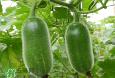 節(jié)瓜是什么瓜_節(jié)瓜長(zhǎng)什么樣_節(jié)瓜是冬瓜嗎