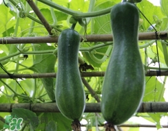 節(jié)瓜是什么瓜_節(jié)瓜長(zhǎng)什么樣_節(jié)瓜是冬瓜嗎