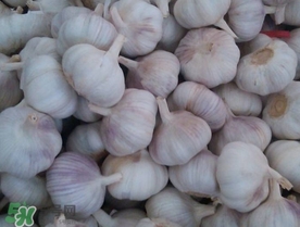 新蒜頭多少錢一斤2017？新蒜頭市場價格