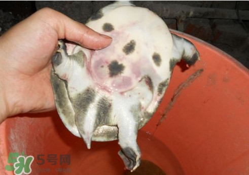 如何區(qū)分野生甲魚？野生甲魚辨識圖片