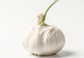 新蒜頭怎么保存不發(fā)芽？新蒜頭怎么存放