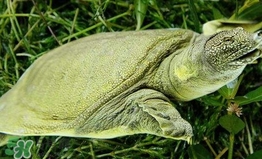 野生甲魚怎么養(yǎng)？野生甲魚如何養(yǎng)