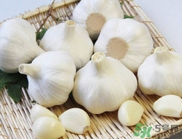 新蒜頭什么時候上市？新蒜頭幾月份上市