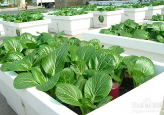 7月份種什么蔬菜？七月份適合種植哪些蔬菜？