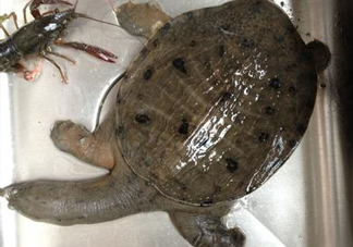 野生甲魚吃什么？野生甲魚幾年可以長(zhǎng)5斤？