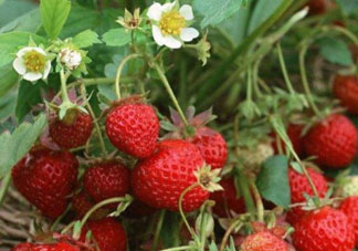 6月份可以種草莓嗎？草莓6月份可以種植嗎？