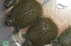 野生甲魚(yú)吃什么？野生甲魚(yú)幾年可以長(zhǎng)5斤？