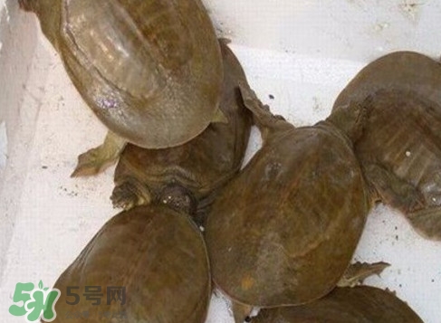 野生甲魚苗多少錢一只2017？野生甲魚苗價格