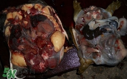 如何區(qū)分野生甲魚？野生甲魚辨識圖片