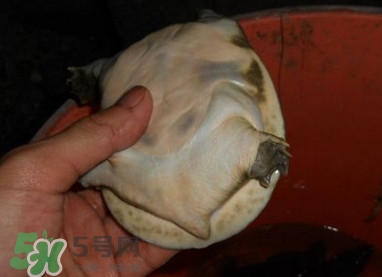 如何區(qū)分野生甲魚？野生甲魚辨識圖片