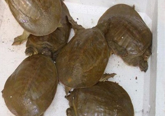 野生甲魚苗多少錢一只2017？野生甲魚苗價(jià)格