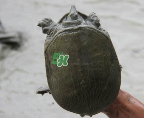 甲魚不能和什么一起吃？甲魚不能跟什么食物一起吃