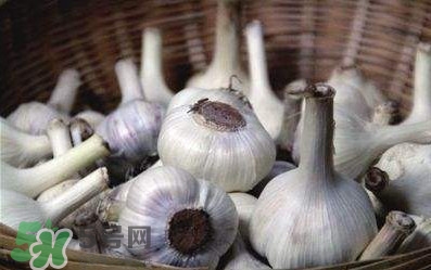 新蒜頭怎么弄成老蒜頭？新蒜頭和老蒜頭的區(qū)別