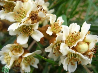 枇杷花怎么煲湯？枇杷花煲湯搭配什么最佳？