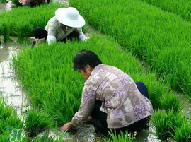 芒種種什么？芒種種什么疏菜？