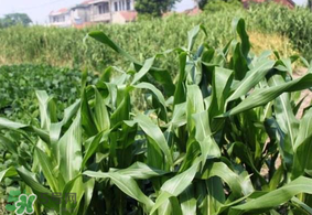 芒種種什么？芒種種什么疏菜？