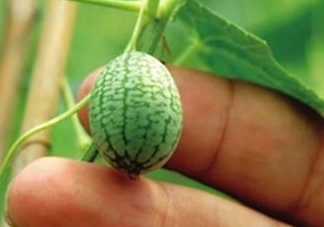 迷你西瓜是轉基因水果嗎？迷你西瓜是不是轉基因？