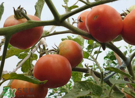 芒種吃什么水果？芒種吃什么水果好？