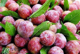 芒種吃什么水果？芒種吃什么水果好？