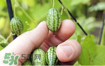 迷你西瓜種子哪兒有賣？迷你西瓜種子哪里可以買