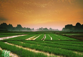 2017年芒種會(huì)下雨嗎？2017年芒種雨好嗎？