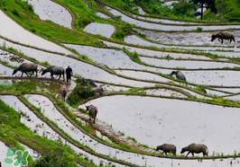 2017年芒種會(huì)下雨嗎？2017年芒種雨好嗎？
