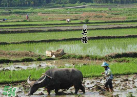 2017年芒種會(huì)下雨嗎？2017年芒種雨好嗎？