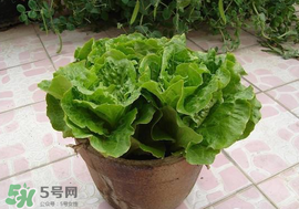 六月份可以種生菜嗎？夏天可以種生菜嗎？