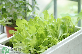 六月份可以種生菜嗎？夏天可以種生菜嗎？