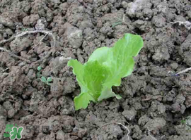 六月份可以種生菜嗎？夏天可以種生菜嗎？