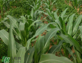 六月份可以種玉米嗎？六月份種玉米晚嗎？