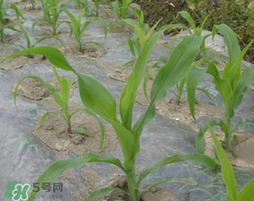 六月份可以種玉米嗎？六月份種玉米晚嗎？