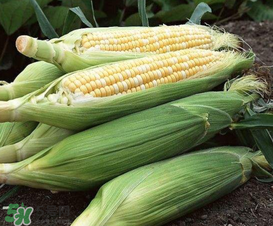 六月份可以種玉米嗎？六月份種玉米晚嗎？