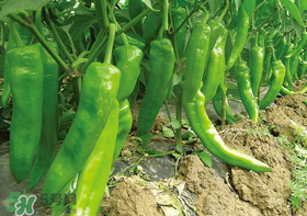 六月份可以種辣椒嗎？辣椒幾月份播種？