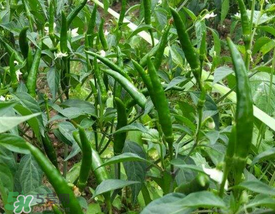 六月份可以種辣椒嗎？辣椒幾月份播種？